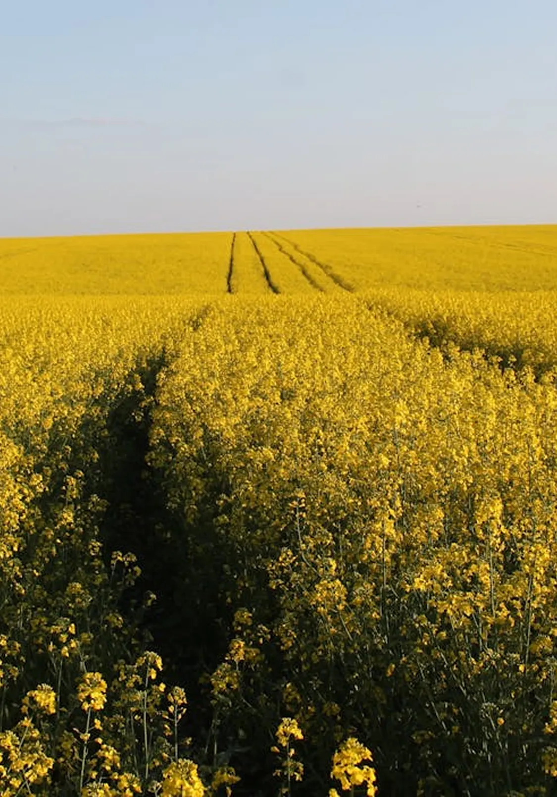 Az allergiás tünetek csökkentése és kezelése